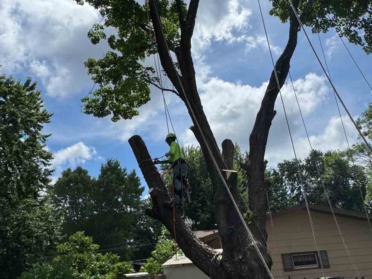 Geo Tree Services