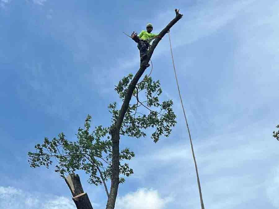 Geo Tree Services