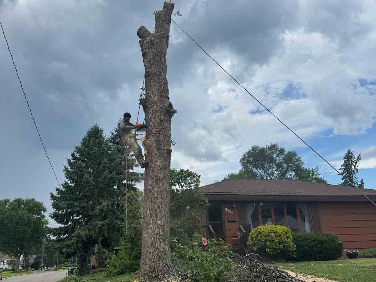 Geo Tree Services