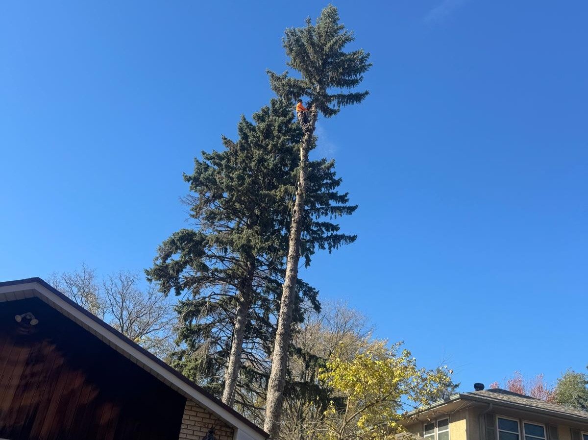 Geo Tree Services