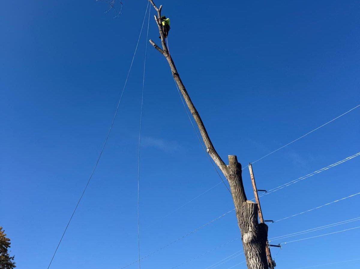 Geo Tree Services