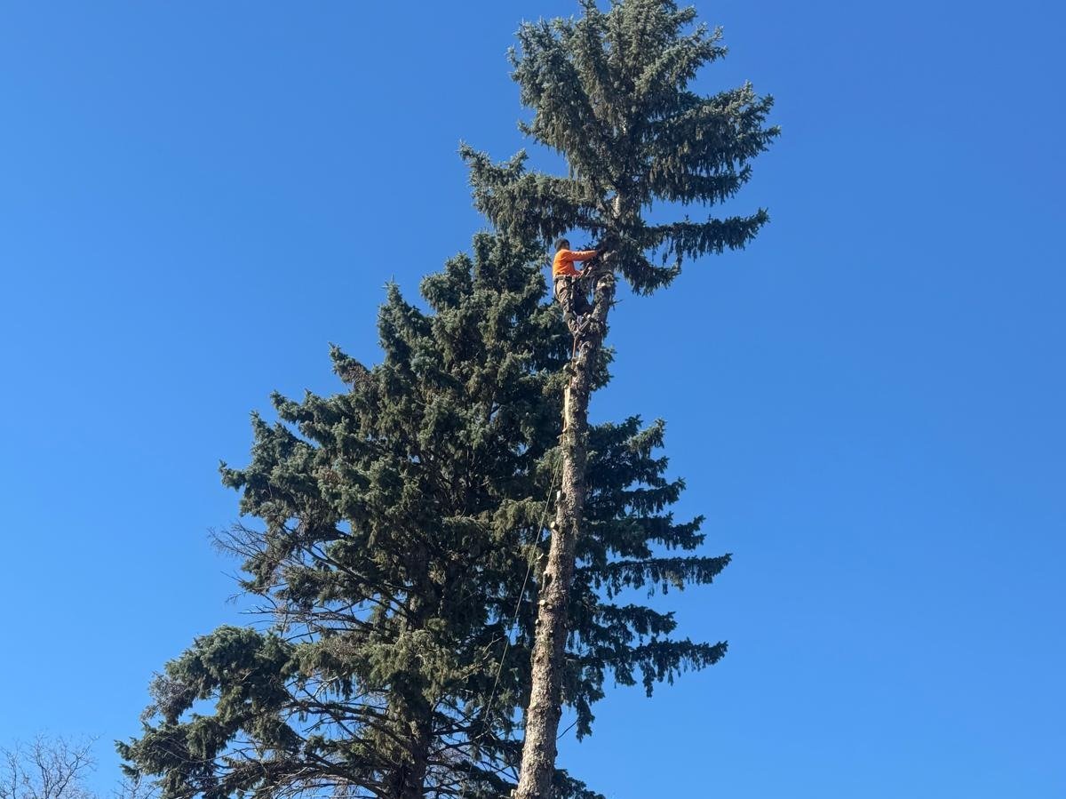 Geo Tree Services
