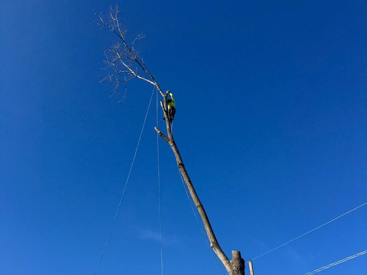 Geo Tree Services