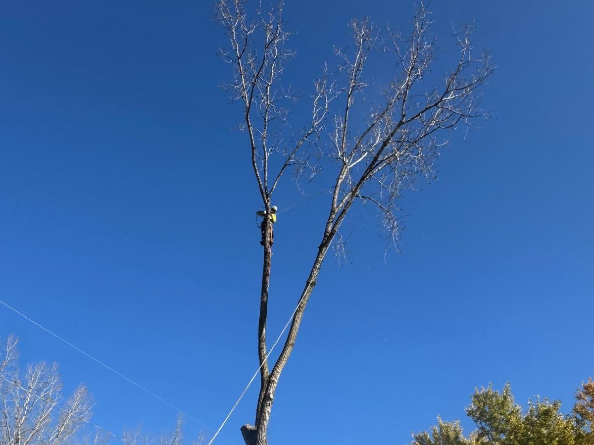 Geo Tree Services