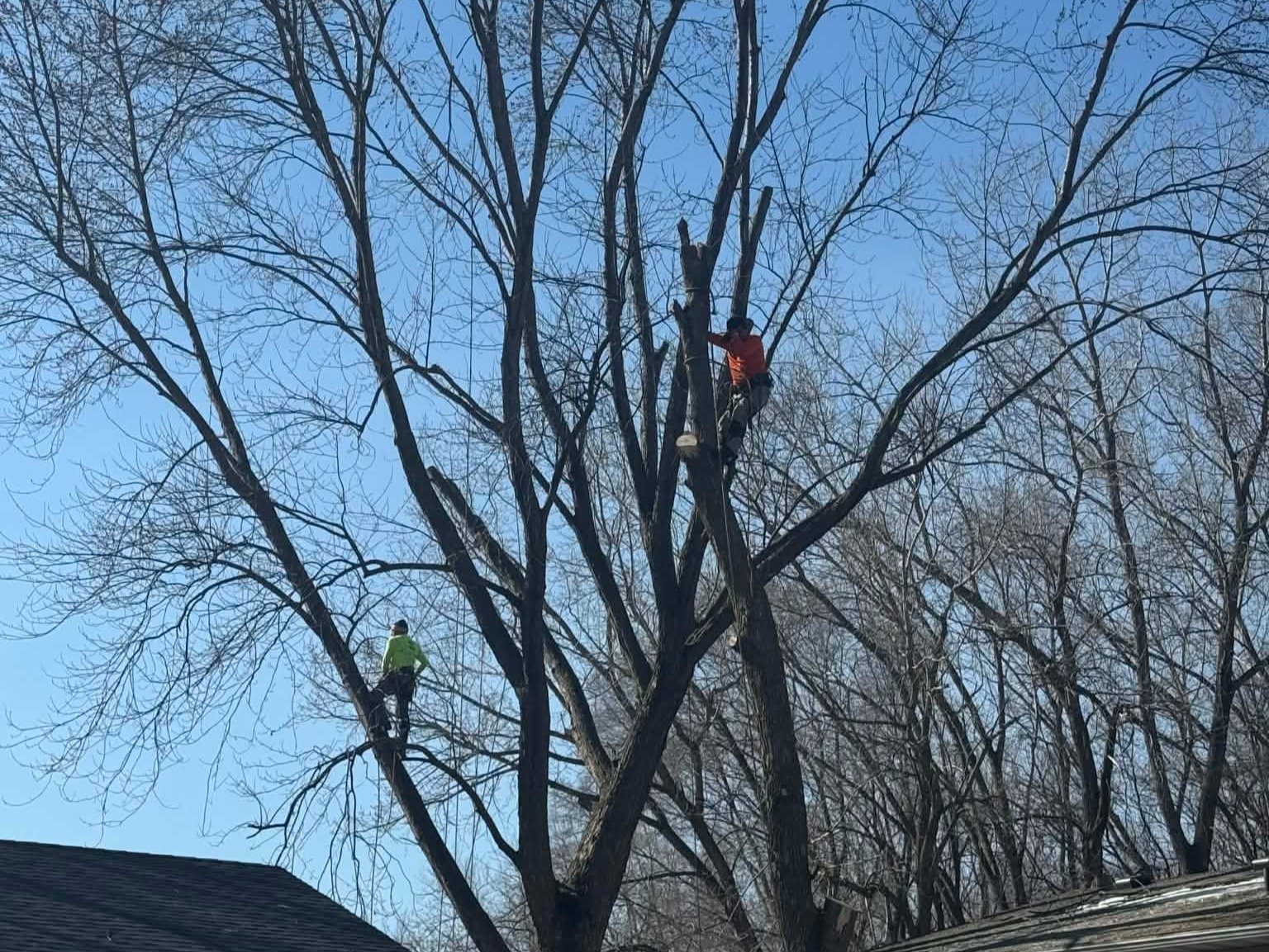 Geo Tree Services