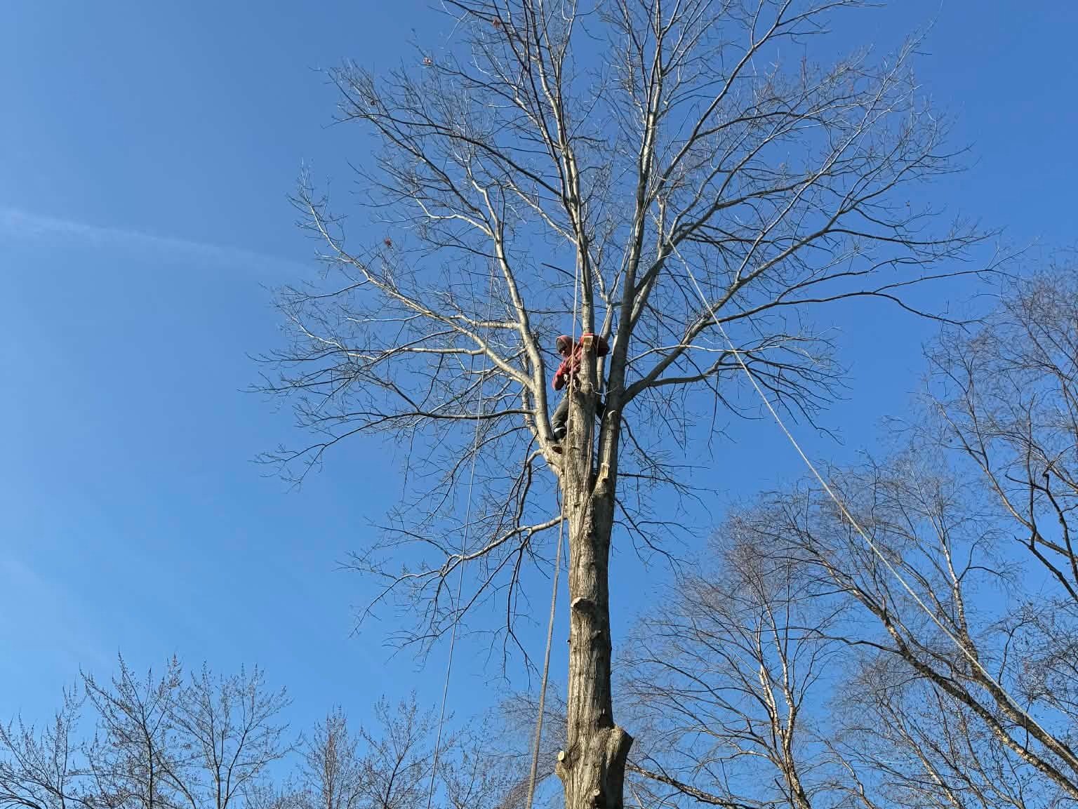 Geo Tree Services