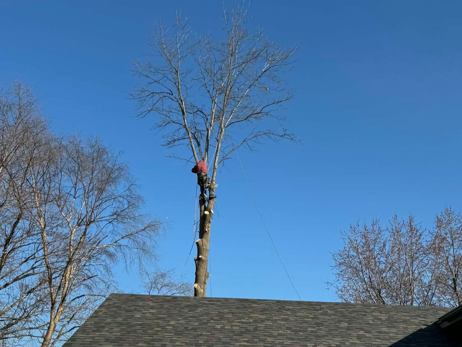 Geo Tree Services