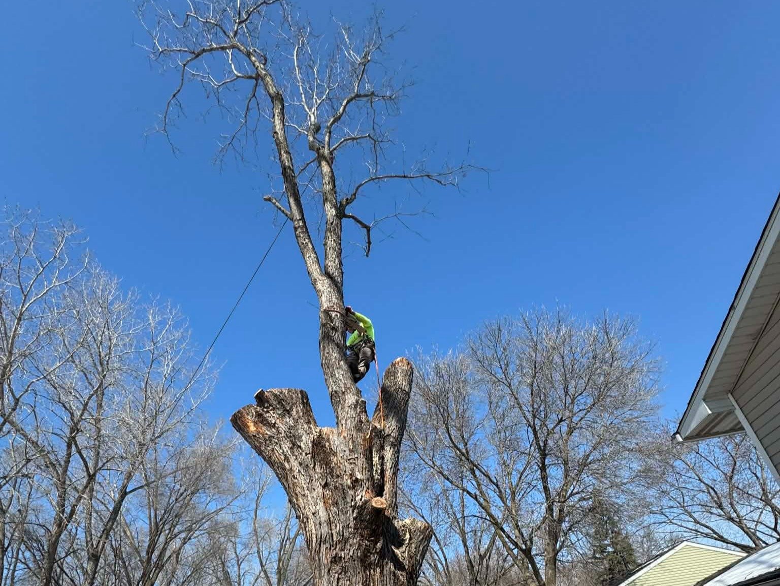 Geo Tree Services